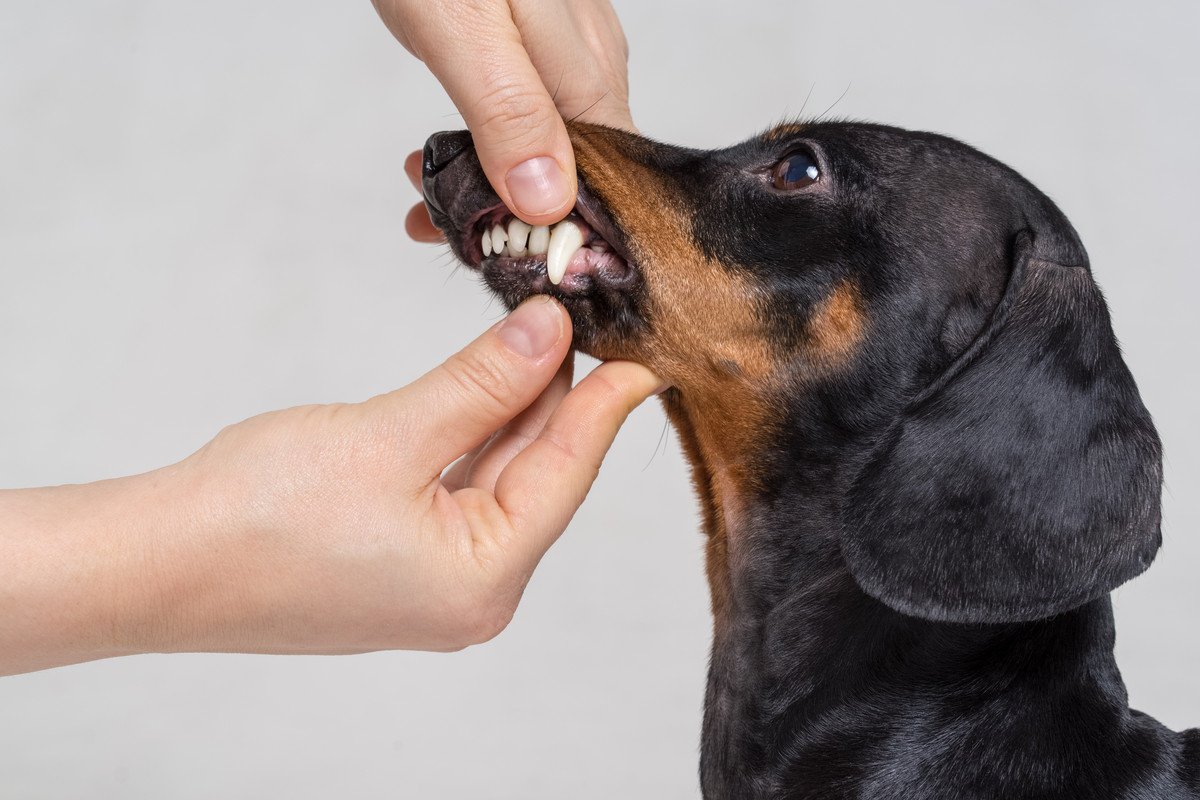 犬の歯に関する病気｜歯周病の実態と正しい歯磨き方法を獣医が解説