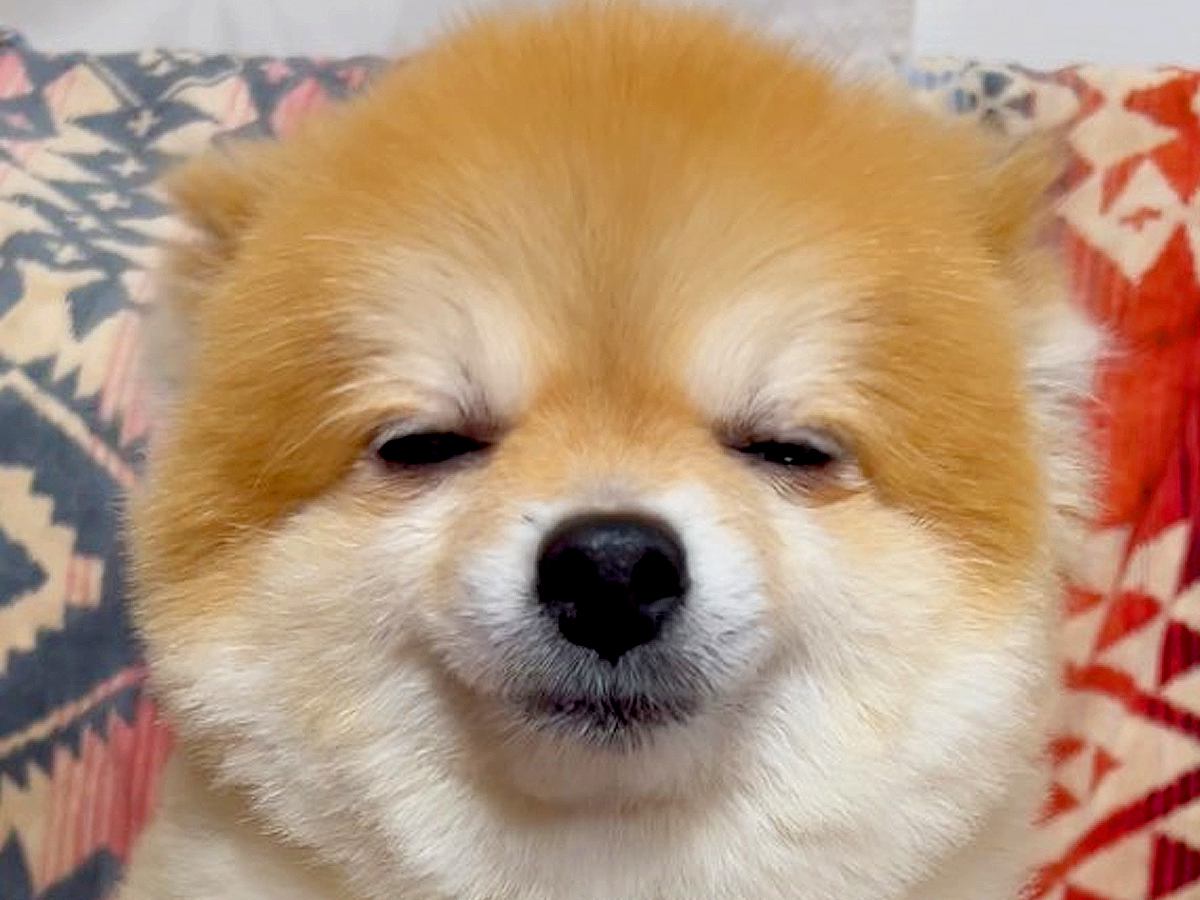 『見たことないｗｗ』犬に"お散歩行く？"と聞いてみた結果…まるで人の子供のような『可愛すぎる反応』がたまらないと19万再生「脱力感がｗ」