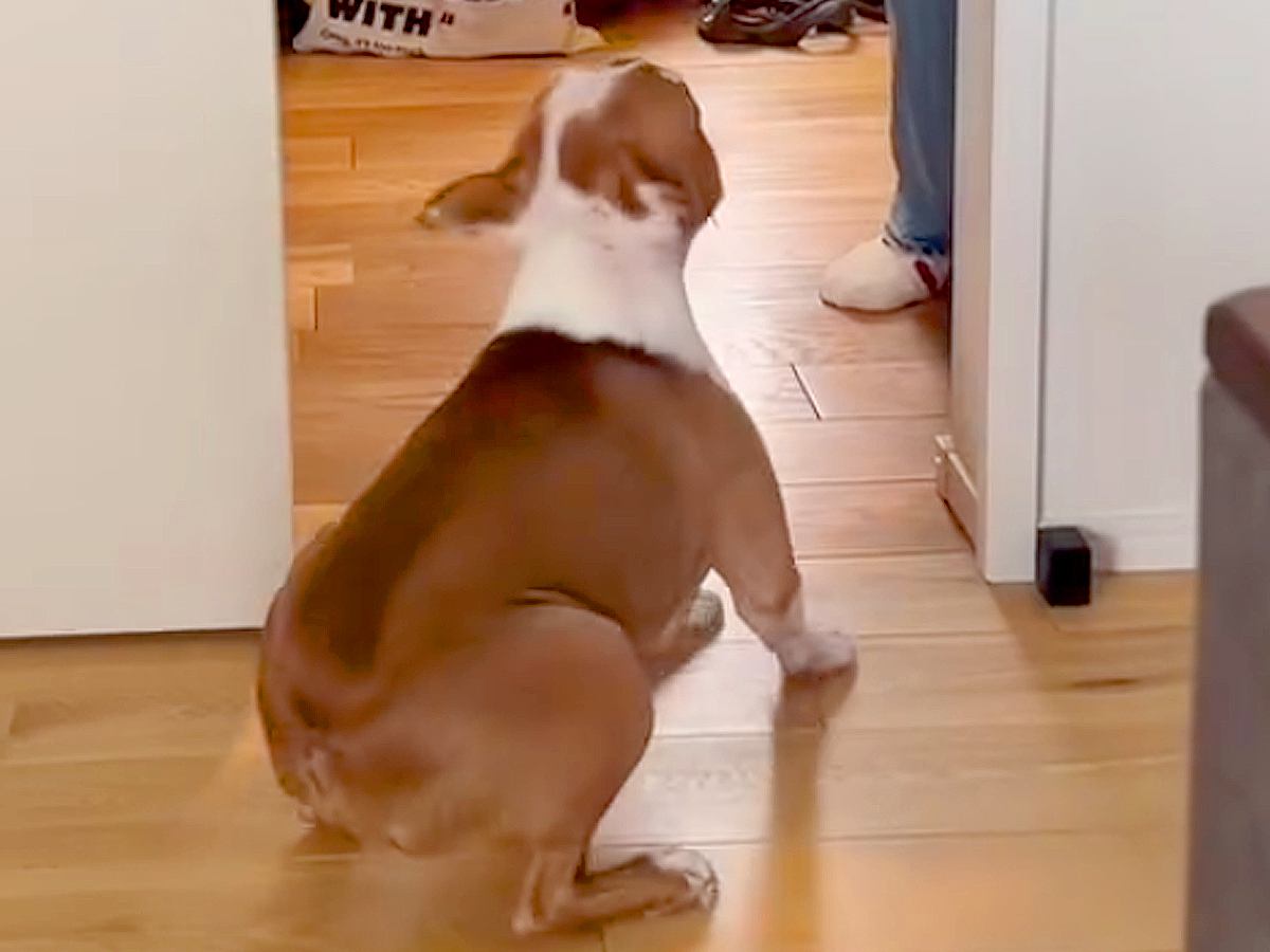 『お母さんの外出を犬が寂しがっている』と思いきや…出ていった瞬間→ちょっぴり切ない『想定外の様子』が41万再生「役者すぎる」「笑ったｗ」
