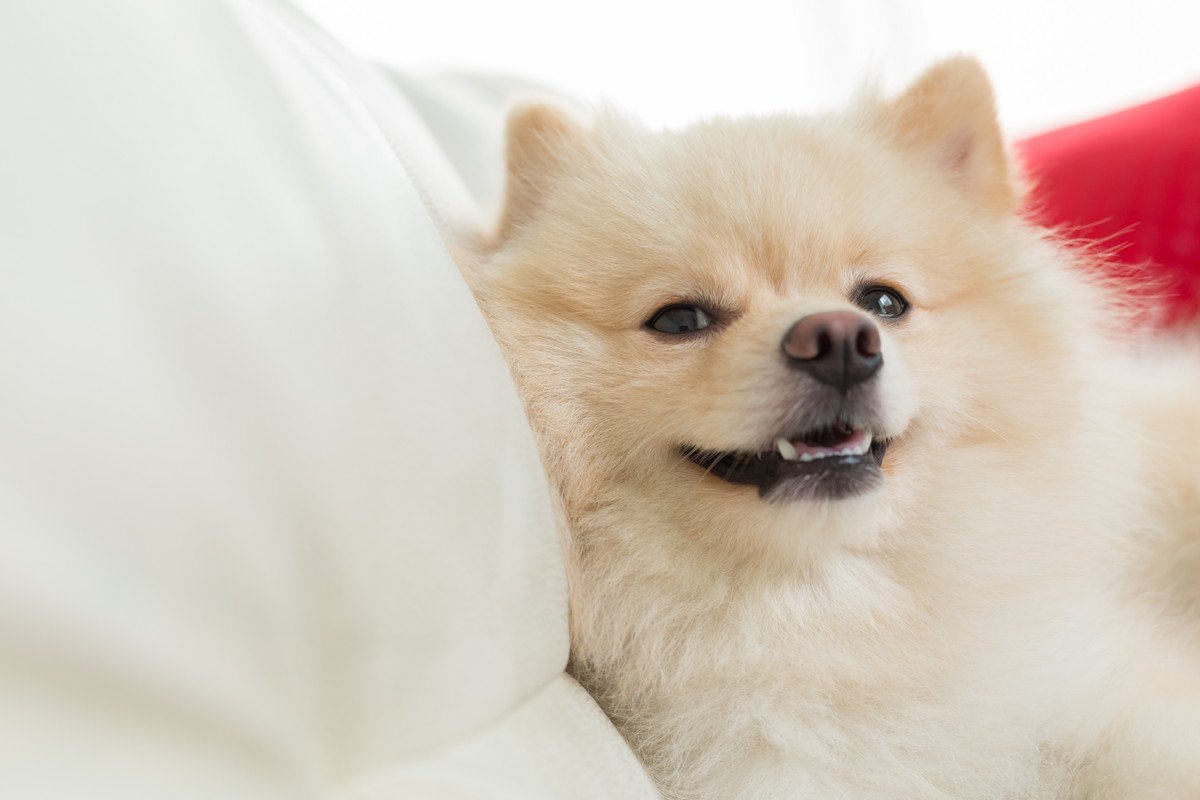 犬が無理に笑う『ストレススマイル』とは　ネガティブな理由が隠されているかも？見分ける方法まで