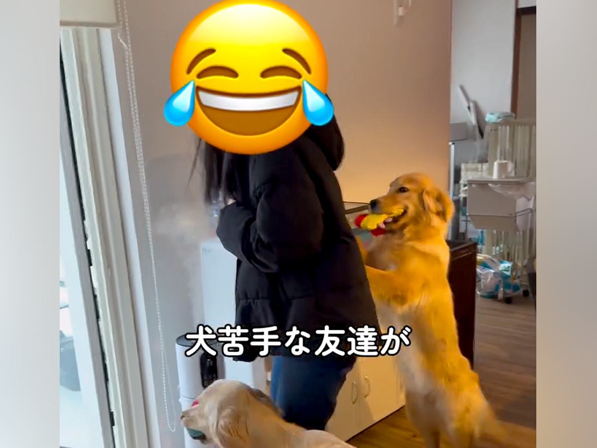 犬が苦手な友人に『撫でてみて』と言った結果…予想外だった『まさかの対応』が笑えると478万再生「登場する全員可愛い」「気持ちわかるｗ」
