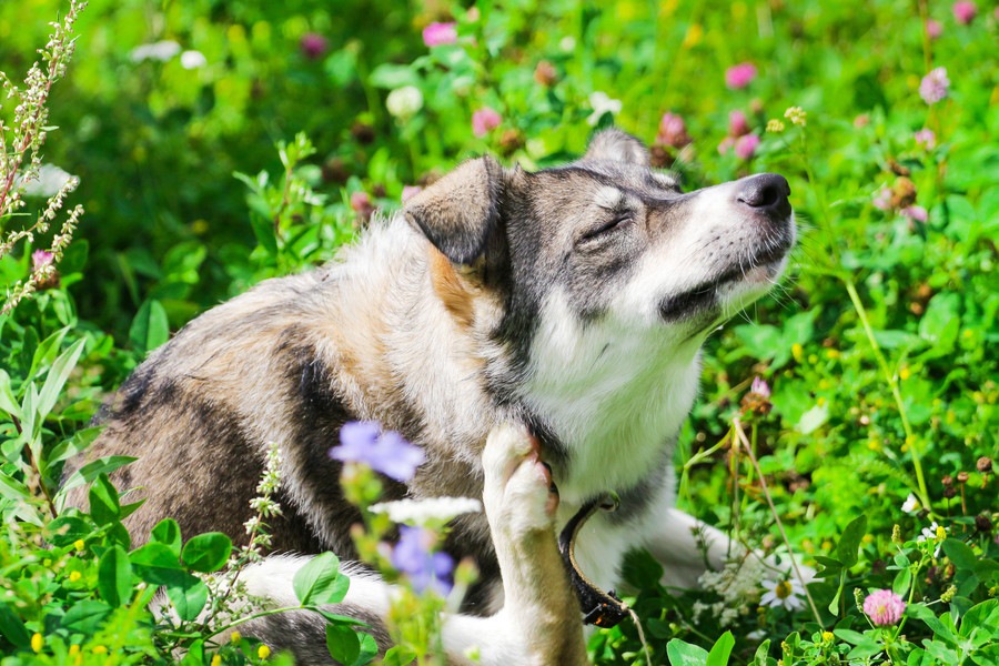 犬が首を掻いているときの心理４つ