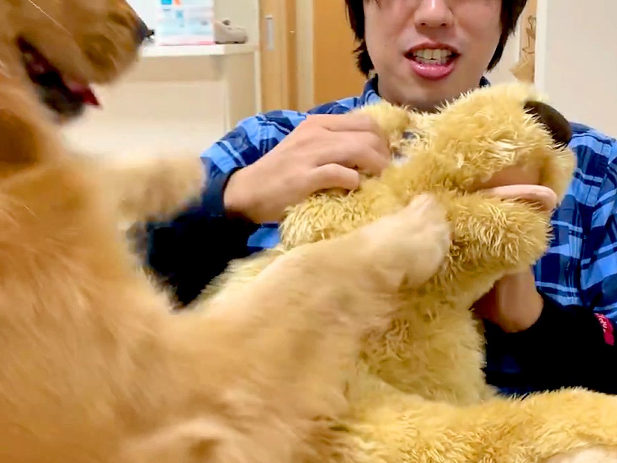 大型犬の目の前で『自分にそっくりなぬいぐるみ』を可愛がったらどうするのか検証→まるで彼女？恋人のようなリアクションが話題「大好き伝わる」