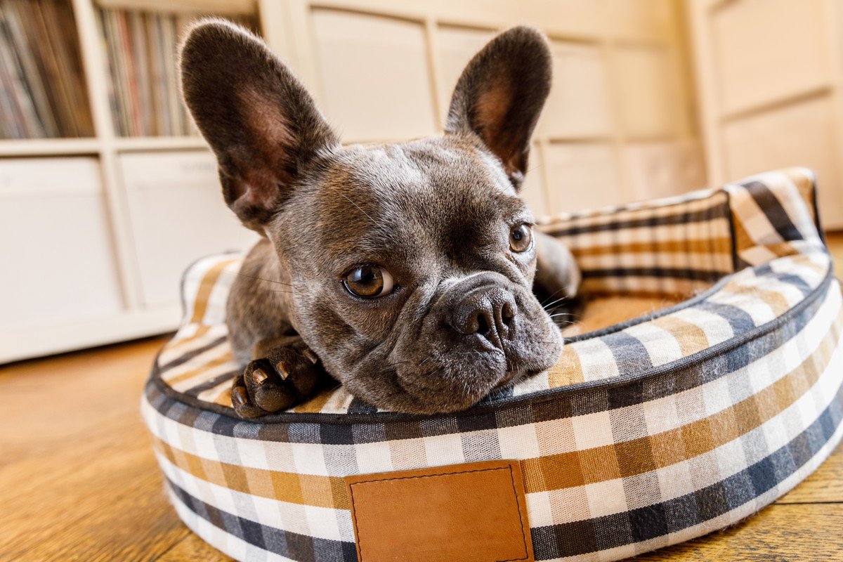 犬を迎えるとできなくなる『3つのこと』　飼う前に知っておくべき生活の変化やトラブルとは