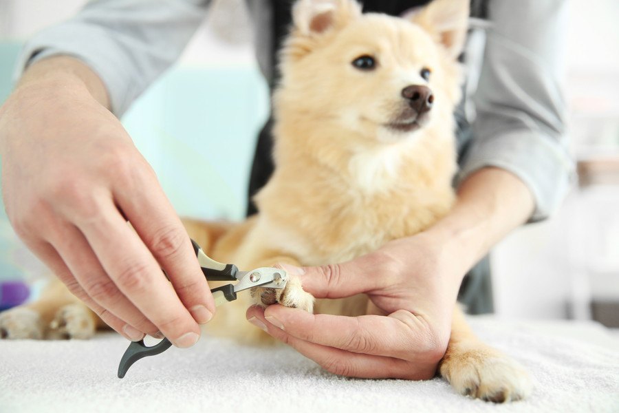 犬の爪切りが苦手な飼い主さん必見！上手な爪切りのコツ４つ