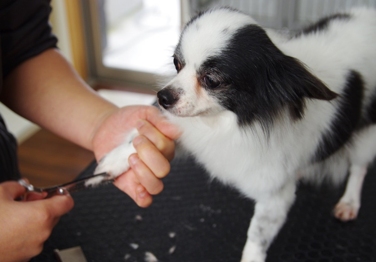 犬がトリミングを嫌がる理由　嫌がる場合の対処法を紹介【現役トリマーが解説】