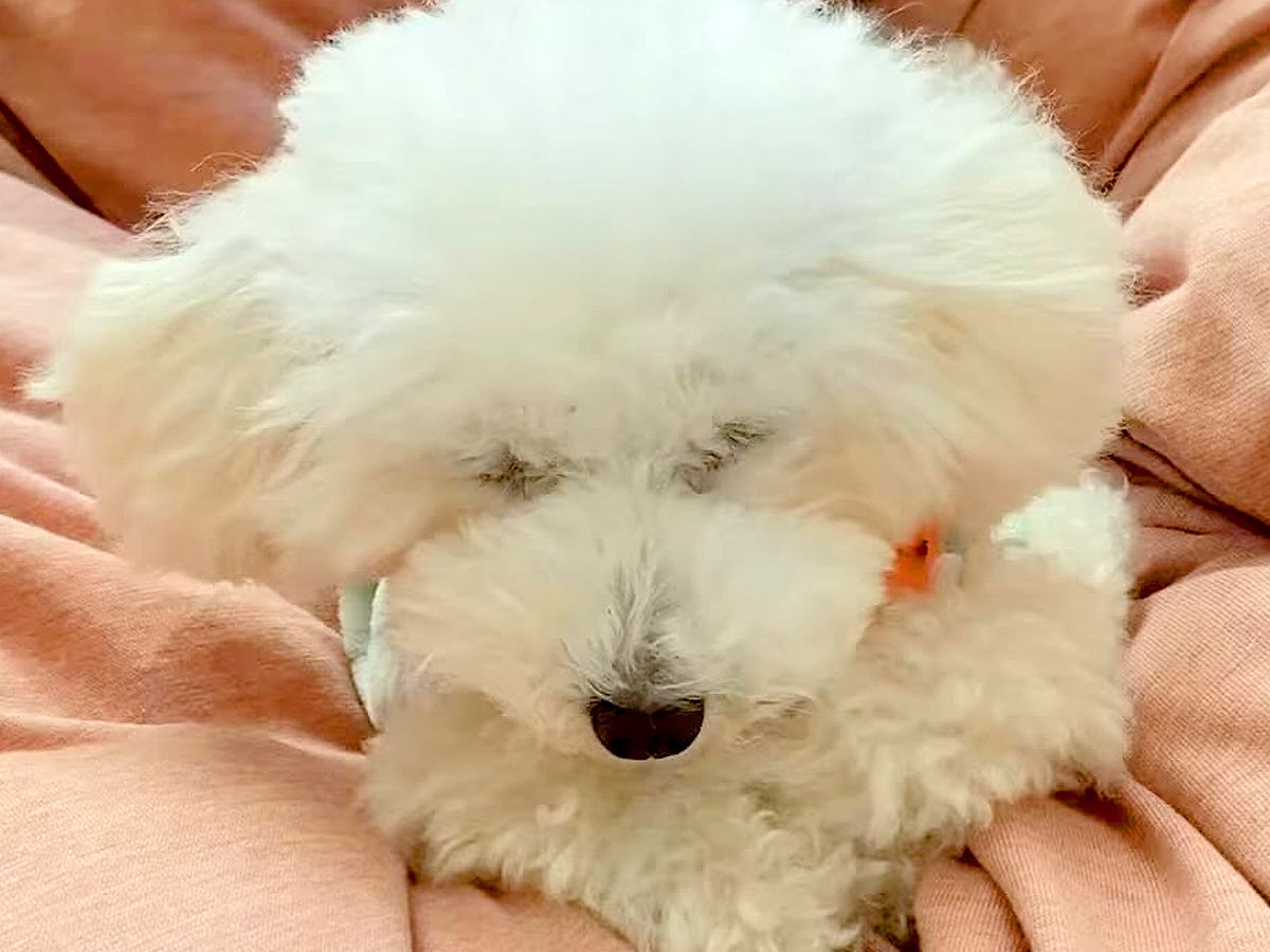 不安からいつも座って寝ていた『元繁殖犬』…1年後→『同じ犬とは思えないビフォーアフター』に「安心できてる証拠」「100％心許してる」と感動