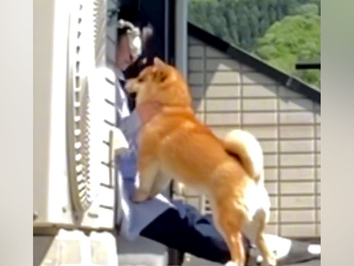 うつ病が良くならない女性が『保護犬』と出会った結果→涙が止まらない『感動の物語』が47万再生「幸せは気づいたらそばにあるんだ」「泣いた」