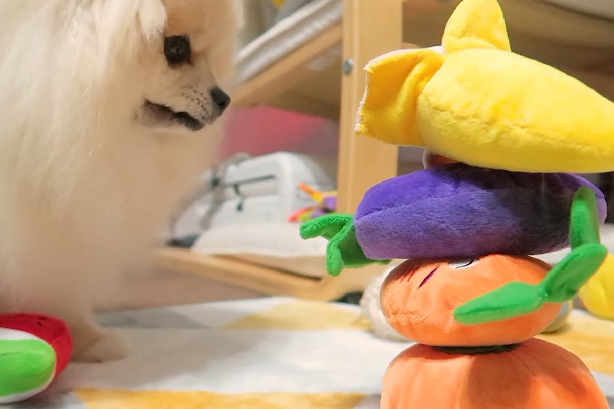 おもちゃを積み重ねてタワーを作っていたら、犬がやってきて…シュールで可愛い『無慈悲な光景』に反響「パンチ力ある」「可愛いから許すｗ」