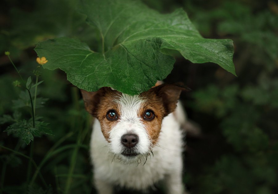 犬は『天気』で体調が変わる？雨の日は犬も憂鬱って本当？