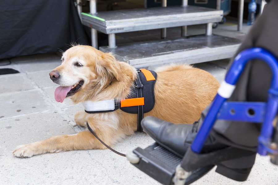 もしもハンドラーのいない介助犬があなたにアプローチしてきたら