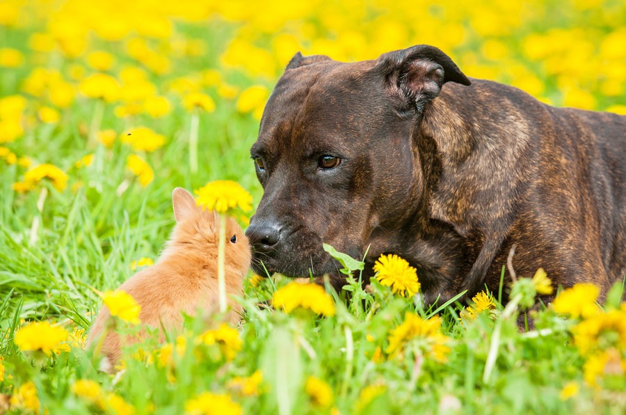 犬とウサギは同居できる？一緒に暮らす際の注意点