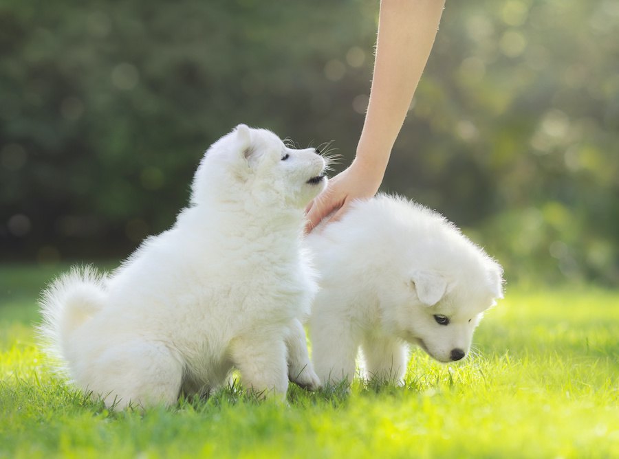 なんで？撫でても犬が喜ばない時の理由６つ