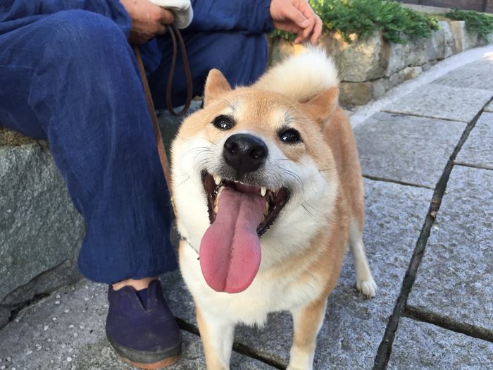 しつけの入門編！犬と上手く付き合うためのベーシックトラスト