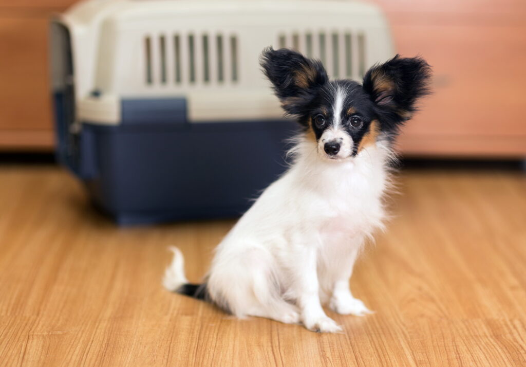 パピヨンの値段相場はいくら？子犬の平均価格や価格差の理由・購入時の費用まで解説