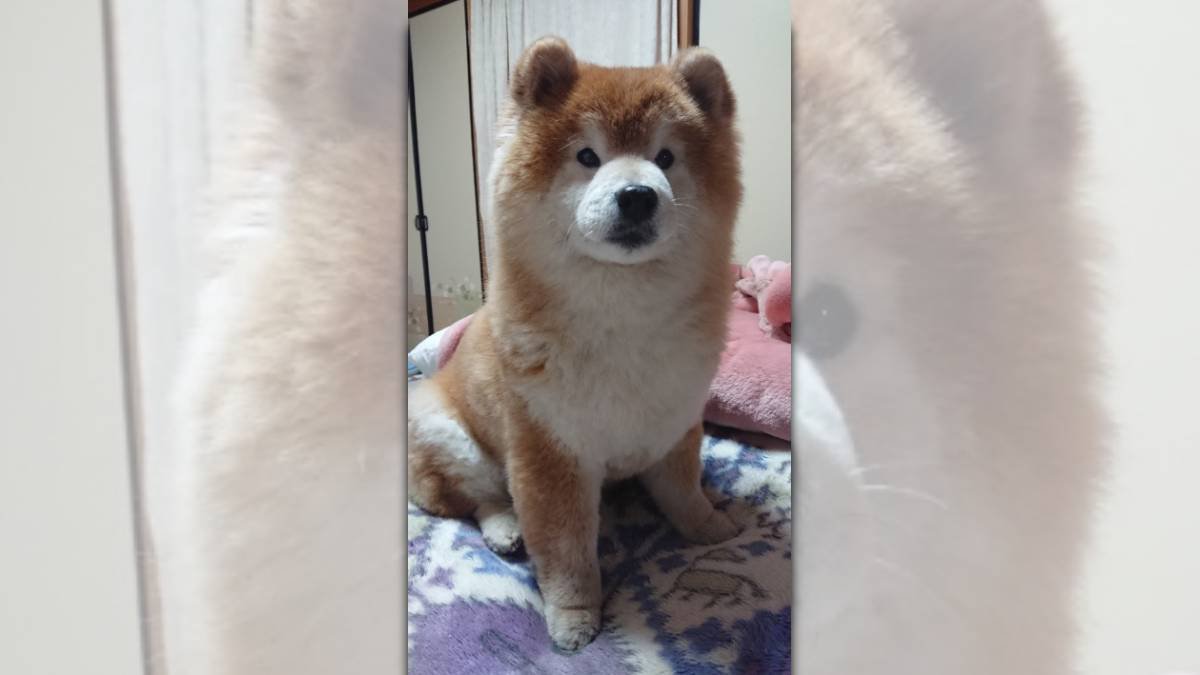 「ぬいぐるみ？」柴犬さんをモフりたい♡ネット民続出中！