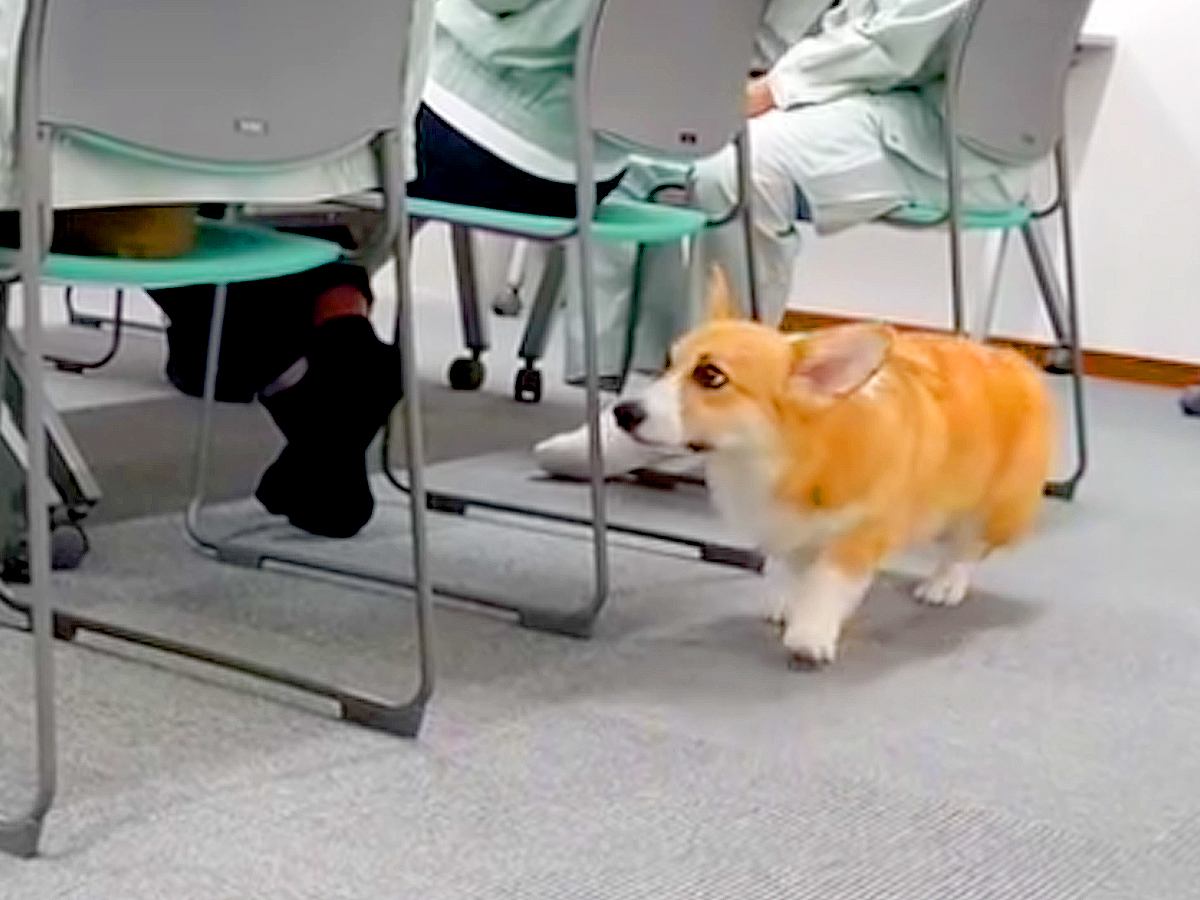 職場で会議をしていたら、突然イスの隣に犬が来て…まさかの『なでなでハシゴ』する光景がたまらないと15万再生「絶対集中できないｗ」「最高」