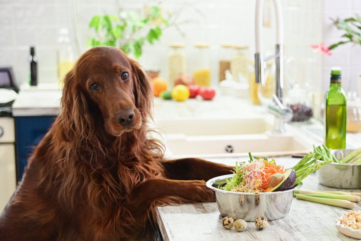 犬に野菜を与える時の「絶対NG行為」5つ！ダメな食材や調理方法とは？