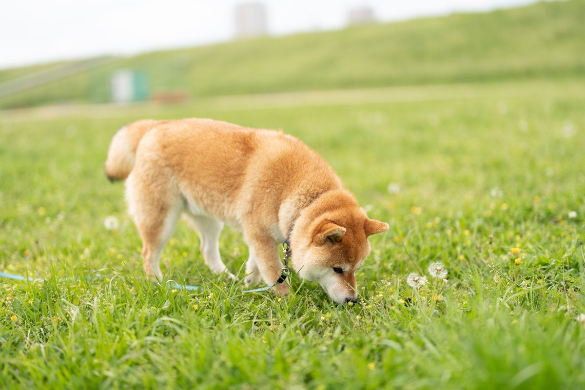 犬には大好きな『におい』がある？　好みやすい3つの香りから嗅いでいるときの注意点まで