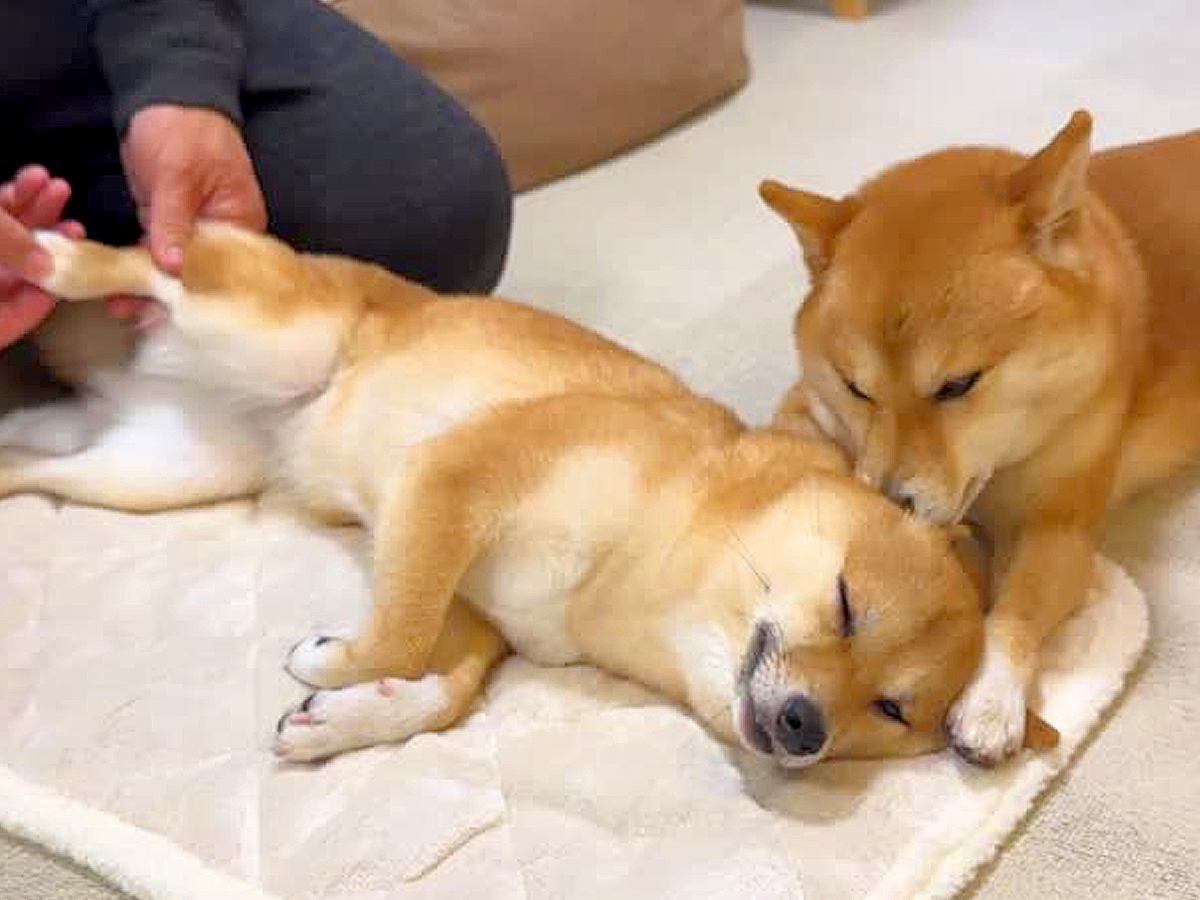 犬をマッサージをしていたら『まさかの助っ人』が登場→あまりにも『尊くて優しい時間』が16万再生「お姫様」「最高のリラックスタイム」と絶賛
