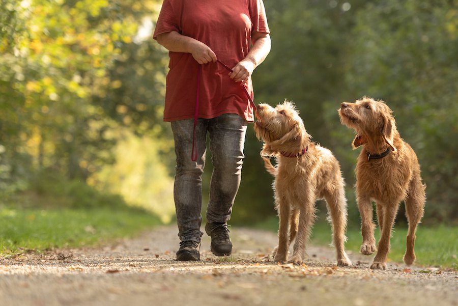 飼い主が評価した愛犬の「支配性」に関する調査研究