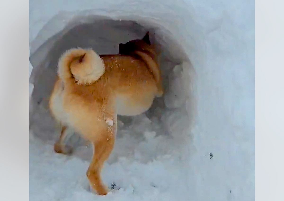 飼い主を助けるために必死で雪を掘る柴犬…懸命な姿とまさかの理由に16万いいね集まる「優しくて泣いた」「本物の忠犬」称賛の声