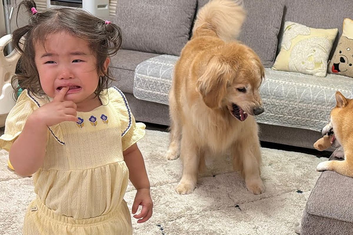 2歳の女の子が柴犬におもちゃを奪われ『大泣きした』結果→状況を察した大型犬が…人間のような『まさかの光景』が25万再生「空気読んでる」
