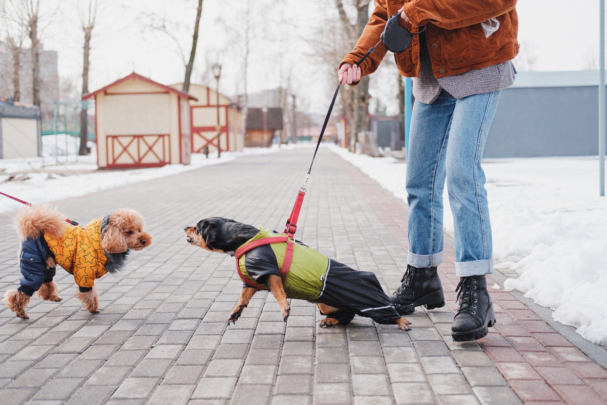 愛犬が『他の犬を威嚇』してしまう…やるべき対処法5選