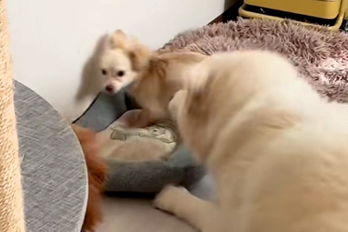 ケンカ中の小型犬２匹→そばで見ていた大型犬が仲裁をして…まるで『人間のお兄ちゃんのような行動』に絶賛「頼もしい」「会話を聞いてみたい」