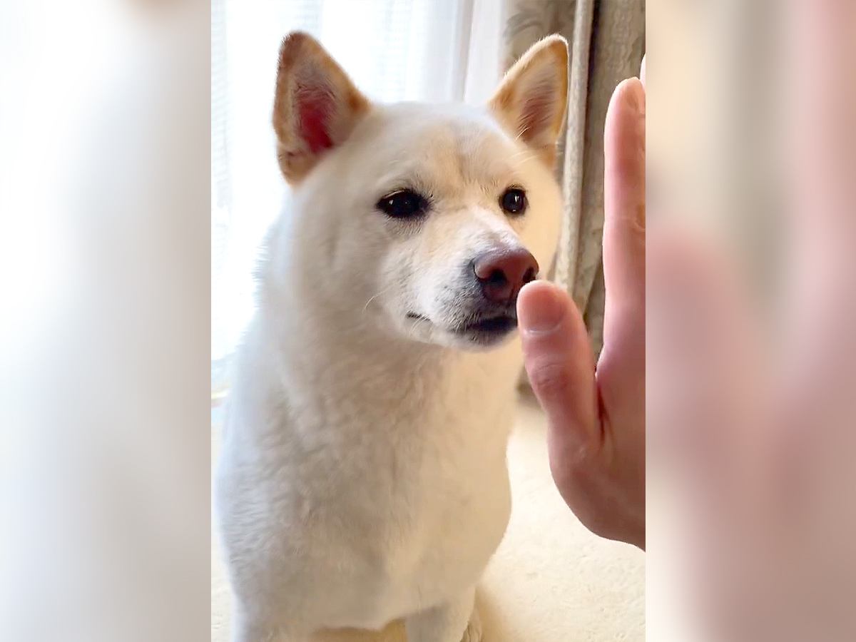 犬の『おやつがある時・ない時』のハイタッチを比べた結果…あからさまな"義理タッチ"が124万再生「態度違いすぎるｗ」と爆笑の声