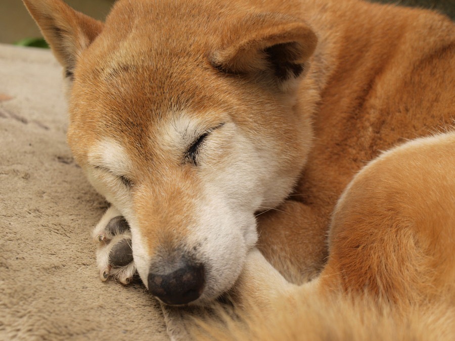 シニア犬と暮らすということ【ワンコも必ず老いていく】