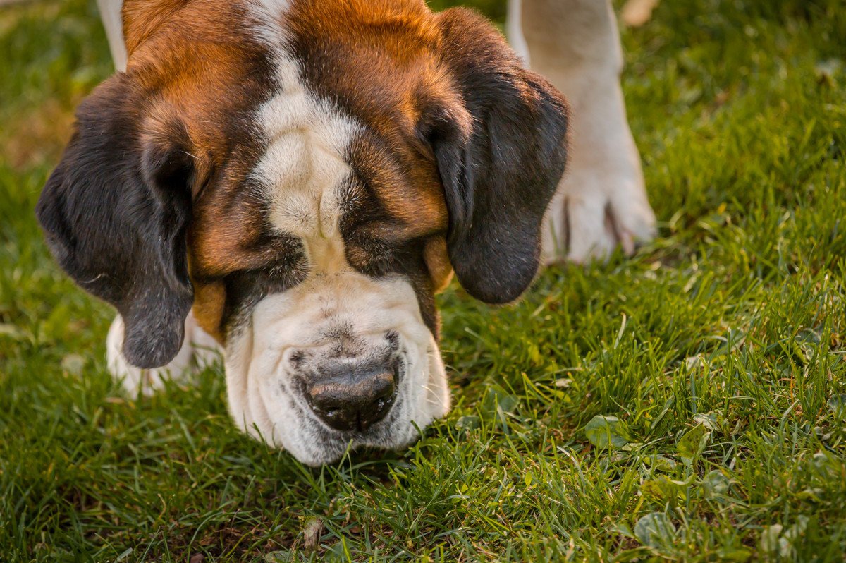 犬が散歩中に地面のニオイを嗅ぐ心理3選　やめさせなくて大丈夫？愛犬がクン活をする理由を知ろう