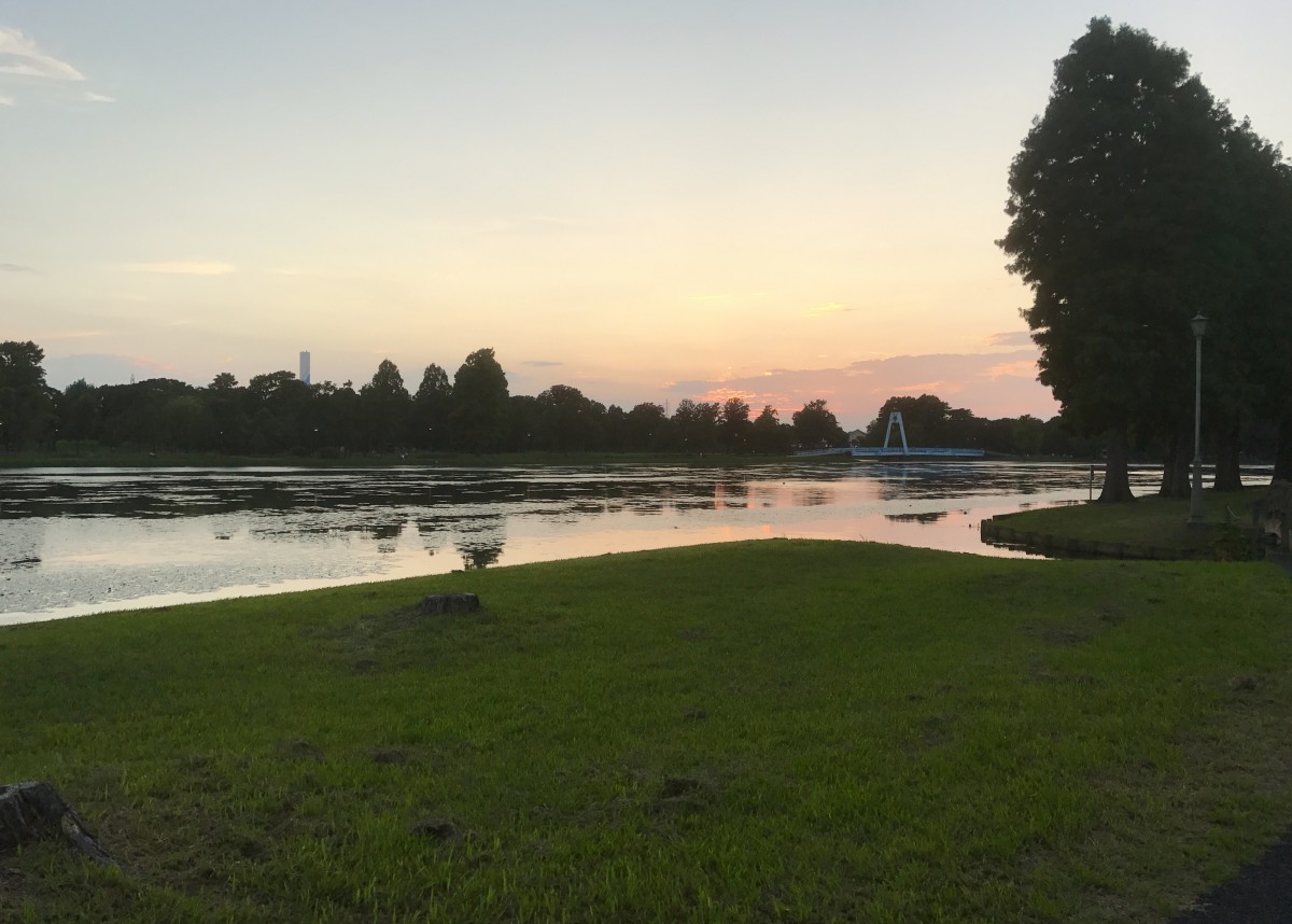 とにかく美しい！水元公園で愛犬とリラックス散歩