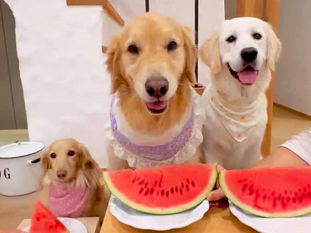 3匹の犬が『スイカ』を食べた結果、1匹だけが…もはや達人レベルな『衝撃の早食い』に74万再生の反響「選手権出れるｗ」「個性出てて可愛い」