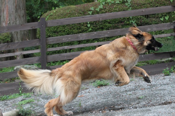 大型犬は大変じゃない！？優しい性格でセラピードッグに・防犯にも！