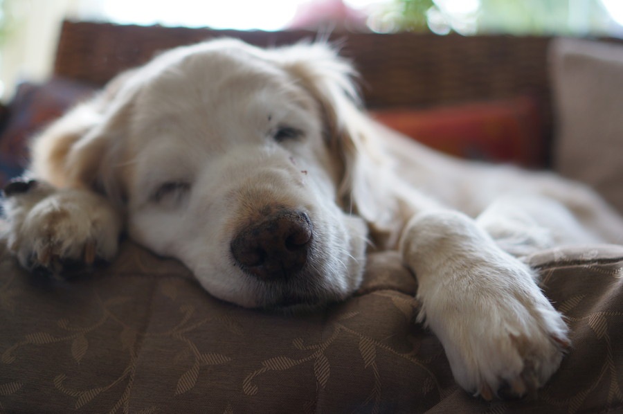 老犬介護に「完璧」を求めてはいけない。