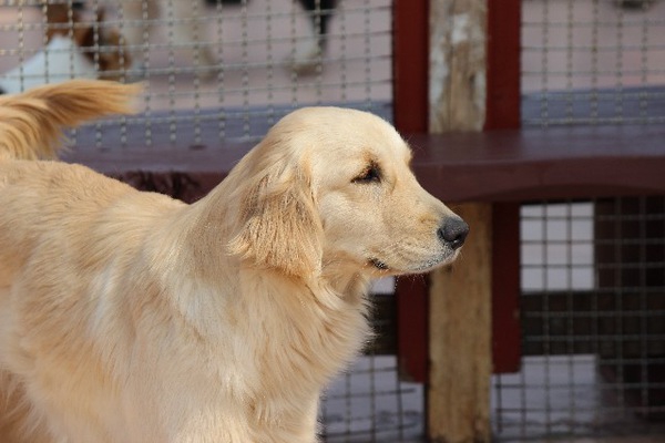 犬の殺処分場から助かった命たち