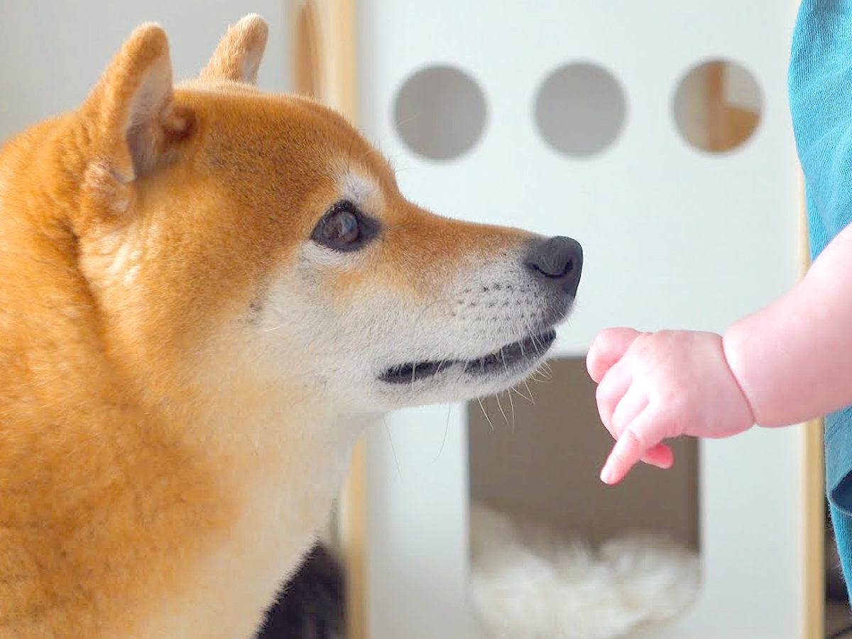 『どうしたの…？』赤ちゃんが泣いているのを見た犬…犬語で何かを伝える姿が愛おしすぎると11万再生「泣かないでって言ってるのかな」と絶賛