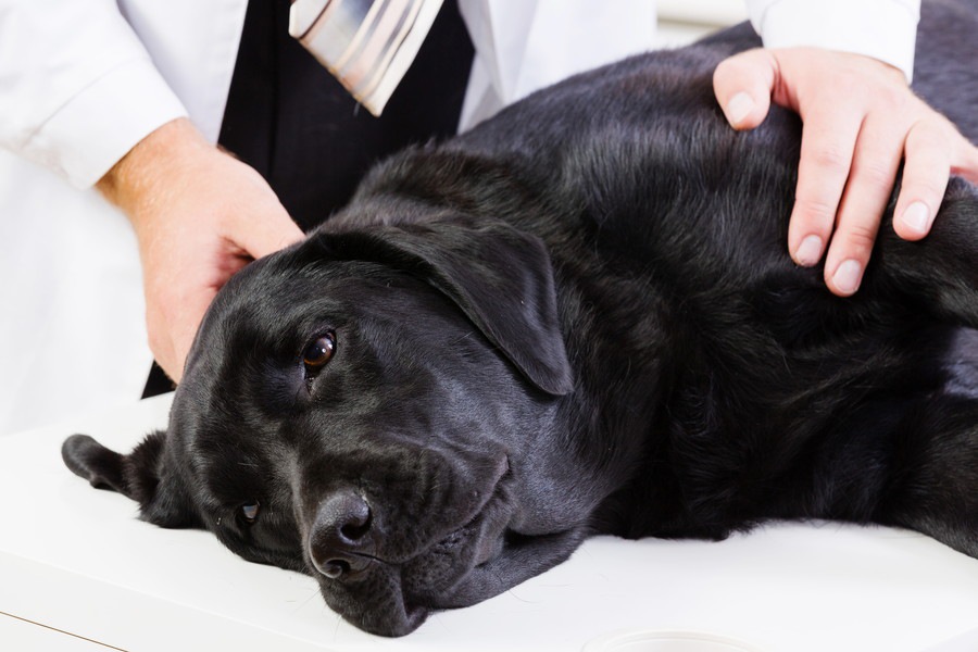 犬のホルモン異常で引き起こされる病気と症状