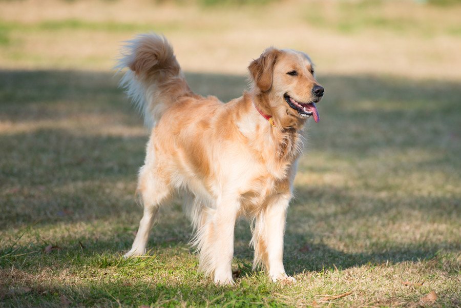 あなたの愛犬はどう？特に暑さに弱い犬種３選