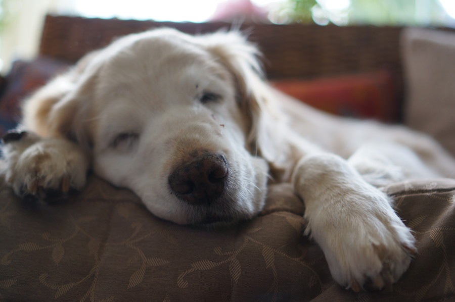 犬が老いていくにつれて増えてくる6つの行動