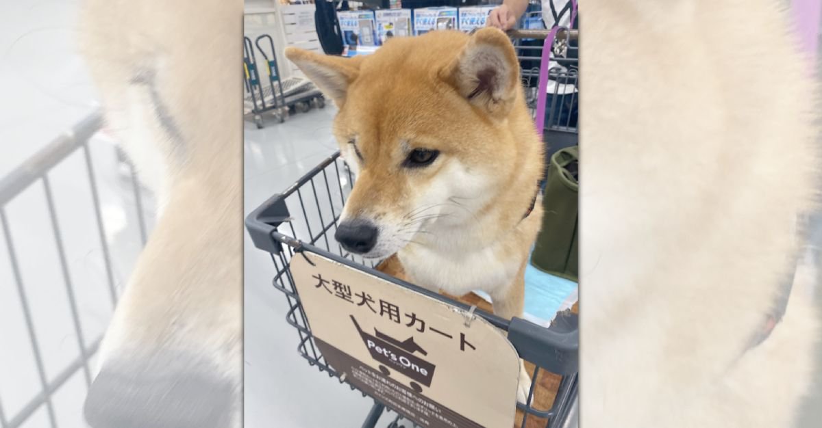 気分は大型犬♪カートに乗ってお買い物を楽しむ柴犬さんが可愛い♡