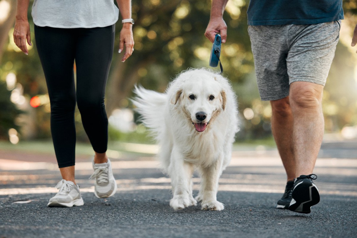 犬の散歩にジャージはあり？お出かけする時のベストな服装とは