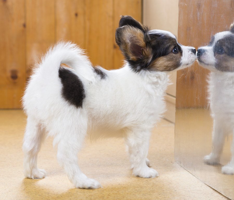 犬は鏡が分からない？犬が鏡に映った自分の姿に吠える心理とは