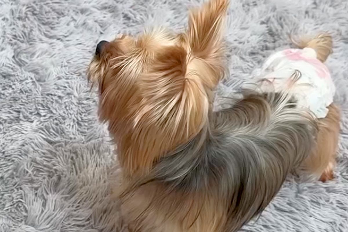 虐待されていた『全く吠えない犬』を飼った結果→『声帯を切られたかも』と心配していたら、53日目に…感動的な光景が18万再生「愛らしさの塊」