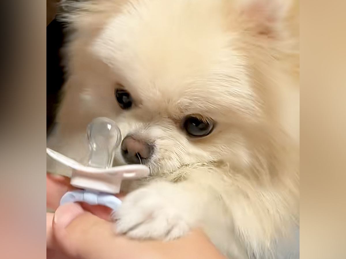 赤ちゃんのおしゃぶりを欲しそうにしていた犬→新品をあげてみたら…『尊さ限界突破の光景』が148万再生「可愛すぎてスマホ食った」「悶絶」