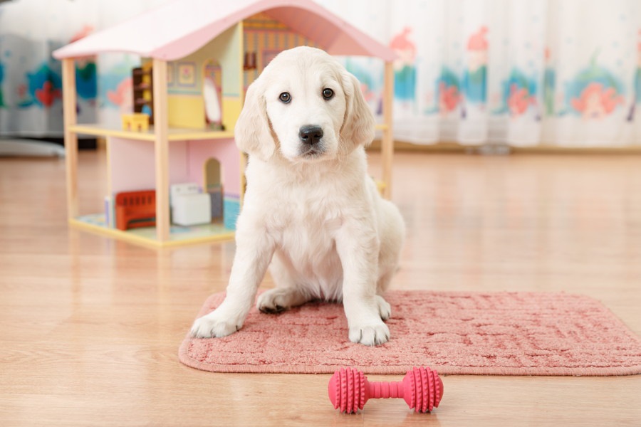 室内でもできる！犬にストレス発散させる方法４選