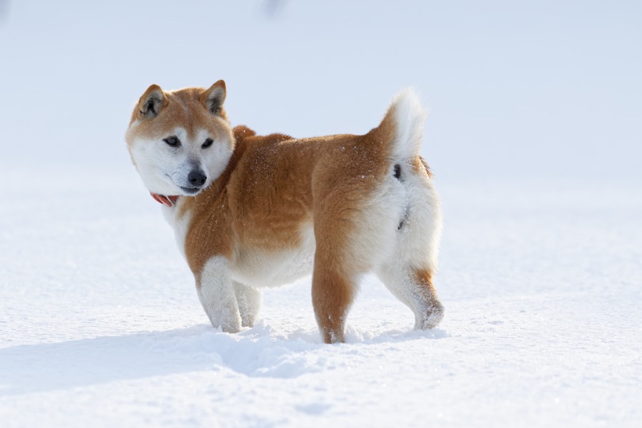 犬が振り向いてくるときの5つの心理