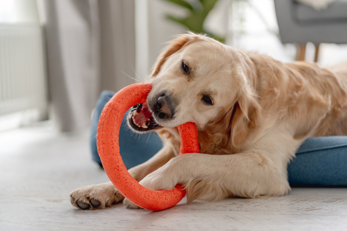 犬が『おもちゃに執着している』ときの心理3つ　離してくれないときはどうしたらいいの？