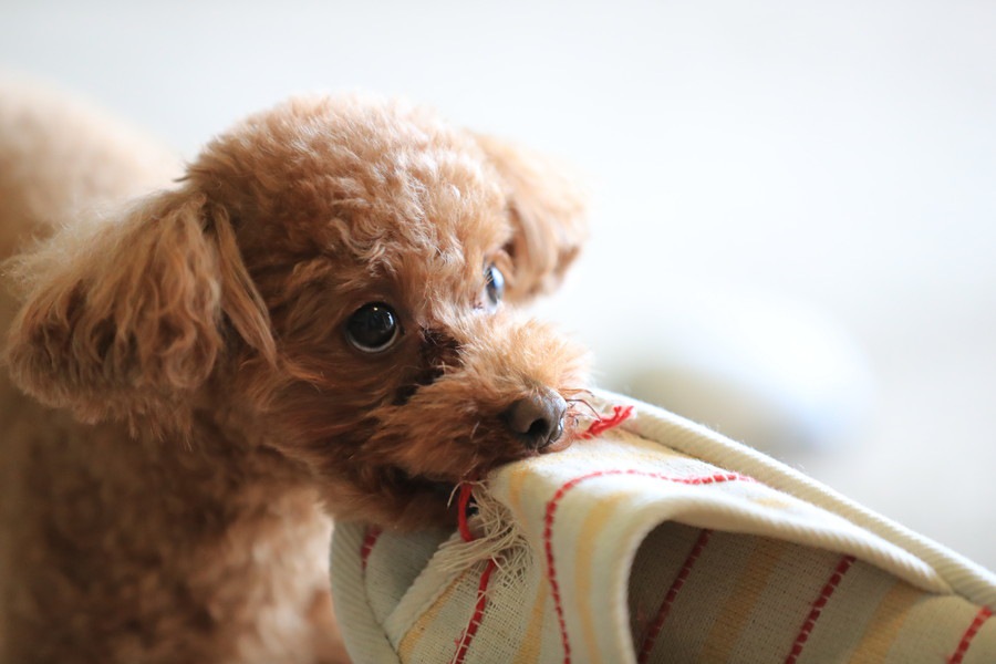 犬 スリッパ 食べる